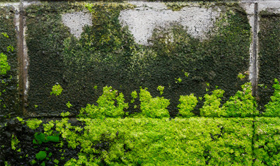 外壁・屋根のコケ・藻